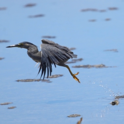 Butorides striata (Striated Heron) at Wellington Point, QLD - 7 Dec 2023 by TimL