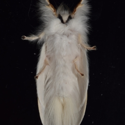 Trichiocercus sparshalli (Sparshall's Moth) at QPRC LGA - 4 Dec 2023 by DianneClarke