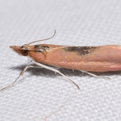 Canuza euspilella (A Crambid moth) at QPRC LGA - 4 Dec 2023 by DianneClarke