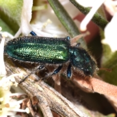 Phlogistus sp. (genus) (Clerid beetle) at Mount Jerrabomberra - 5 Dec 2023 by DianneClarke