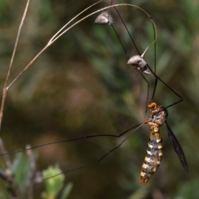 Leptotarsus (Habromastix) sp. (sub-genus) at Mount Jerrabomberra - 5 Dec 2023 by DianneClarke