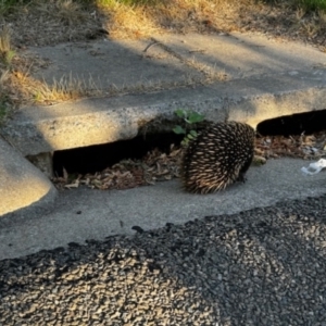 Tachyglossus aculeatus at Phillip, ACT - 1 Dec 2023