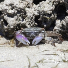 Unidentified Crab at Wellington Point, QLD - 7 Dec 2023 by TimL