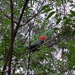 Callocephalon fimbriatum (Gang-gang Cockatoo) at Phillip, ACT - 7 Dec 2023 by shube