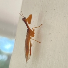 Mantispidae (family) (Unidentified mantisfly) at Aranda, ACT - 8 Dec 2023 by Jubeyjubes