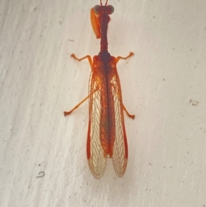 Mantispidae (family) at Aranda, ACT - 8 Dec 2023