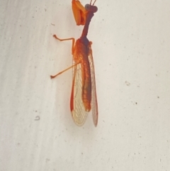 Mantispidae (family) at Aranda, ACT - 8 Dec 2023