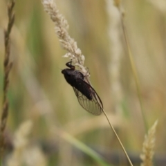 Yoyetta sp. (genus) (Firetail or Ambertail Cicada) at Hall Cemetery - 7 Dec 2023 by Tammy