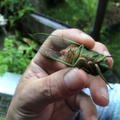 Cyclochila australasiae at Bellingen, NSW - 3 Dec 2023 by Topknot