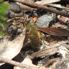 Comptosia stria (A bee fly) at Bundanoon - 5 Dec 2023 by GlossyGal