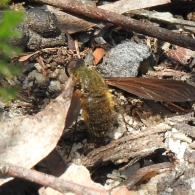 Comptosia stria (A bee fly) at Bundanoon - 6 Dec 2023 by GlossyGal