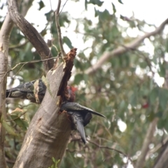 Callocephalon fimbriatum at QPRC LGA - suppressed