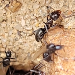 Iridomyrmex sp. (genus) (Ant) at Lyneham, ACT - 7 Dec 2023 by trevorpreston
