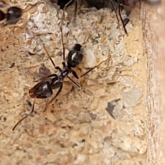 Iridomyrmex sp. (genus) at Sullivans Creek, Lyneham South - 8 Dec 2023 09:36 AM