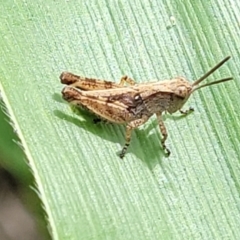 Phaulacridium vittatum (Wingless Grasshopper) at Sullivans Creek, Lyneham South - 7 Dec 2023 by trevorpreston
