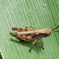 Phaulacridium vittatum at Sullivans Creek, Lyneham South - 8 Dec 2023 09:55 AM