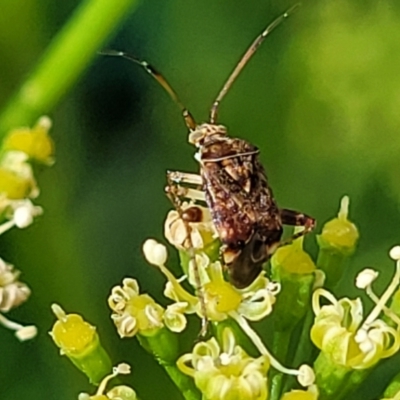 Sidnia kinbergi (Australian crop mirid) at Sullivans Creek, Lyneham South - 8 Dec 2023 by trevorpreston