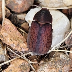 Sericesthis nigrolineata (Dusky pasture scarab) at Sullivans Creek, Lyneham South - 8 Dec 2023 by trevorpreston