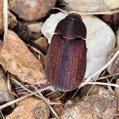 Sericesthis nigrolineata (Dusky pasture scarab) at Sullivans Creek, Lyneham South - 8 Dec 2023 by trevorpreston