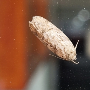 Philobota philostaura at Sullivans Creek, Lyneham South - 8 Dec 2023