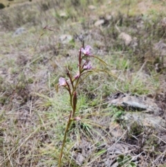 Diuris dendrobioides (Late Mauve Doubletail) at Williamsdale, NSW - 16 Nov 2023 by Portia