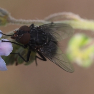 Muscidae (family) at Lyons, ACT - 7 Dec 2023