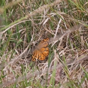 Heteronympha merope at Lyons, ACT - 7 Dec 2023 09:15 PM