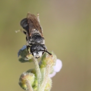 Lasioglossum (Chilalictus) lanarium at Lyons, ACT - 7 Dec 2023