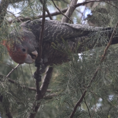 Callocephalon fimbriatum (Gang-gang Cockatoo) at Greenleigh, NSW - 7 Dec 2023 by LyndalT