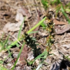 Gamochaeta sp. (Cudweed) at Bruce Ridge to Gossan Hill - 8 Dec 2023 by trevorpreston