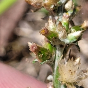 Gamochaeta sp. at Bruce Ridge to Gossan Hill - 8 Dec 2023 12:06 PM