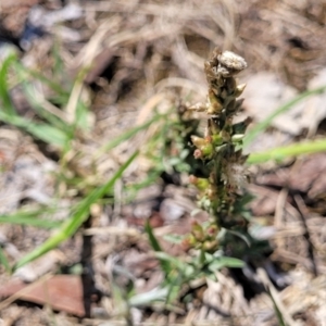 Gamochaeta sp. at Bruce Ridge to Gossan Hill - 8 Dec 2023 12:06 PM