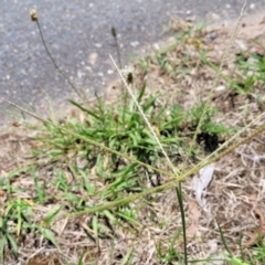 Chloris truncata (Windmill Grass) at Flea Bog Flat, Bruce - 8 Dec 2023 by trevorpreston