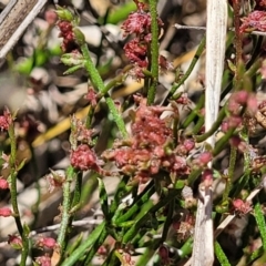 Gonocarpus tetragynus at Bruce Ridge to Gossan Hill - 8 Dec 2023