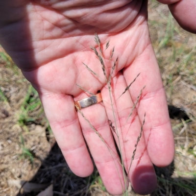 Eragrostis curvula (African Lovegrass) at Flea Bog Flat, Bruce - 8 Dec 2023 by trevorpreston