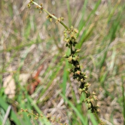 Rumex brownii (Slender Dock) at Bruce Ridge to Gossan Hill - 8 Dec 2023 by trevorpreston