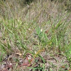 Rumex brownii at Bruce Ridge to Gossan Hill - 8 Dec 2023