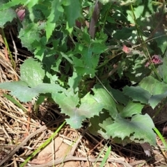 Sonchus oleraceus (Annual Sowthistle) at Flea Bog Flat, Bruce - 8 Dec 2023 by trevorpreston