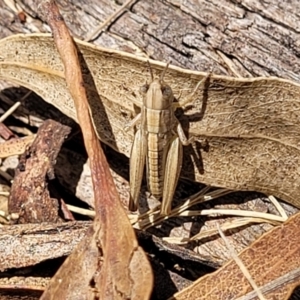 Praxibulus sp. (genus) at Bruce Ridge to Gossan Hill - 8 Dec 2023