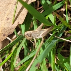 Praxibulus sp. (genus) at Bruce Ridge to Gossan Hill - 8 Dec 2023