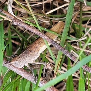 Goniaea opomaloides at Flea Bog Flat, Bruce - 8 Dec 2023 11:58 AM