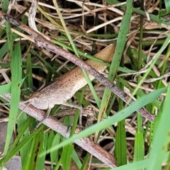 Goniaea opomaloides at Flea Bog Flat, Bruce - 8 Dec 2023 11:58 AM