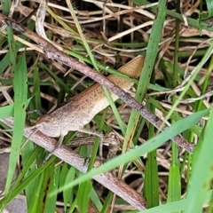 Goniaea opomaloides at Flea Bog Flat, Bruce - 8 Dec 2023 11:58 AM