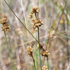 Juncus subsecundus (Finger Rush) at Bruce Ridge to Gossan Hill - 8 Dec 2023 by trevorpreston