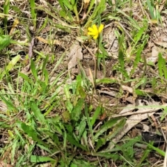 Hypochaeris radicata at Flea Bog Flat, Bruce - 8 Dec 2023