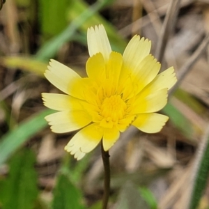 Hypochaeris radicata at Flea Bog Flat, Bruce - 8 Dec 2023