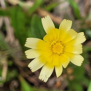 Hypochaeris radicata at Flea Bog Flat, Bruce - 8 Dec 2023