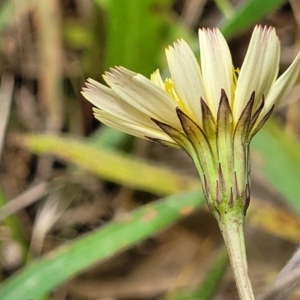 Hypochaeris radicata at Flea Bog Flat, Bruce - 8 Dec 2023