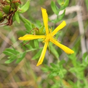 Hypericum perforatum at Bruce Ridge to Gossan Hill - 8 Dec 2023 11:52 AM