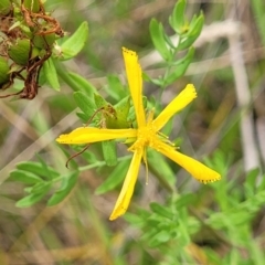 Hypericum perforatum at Bruce Ridge to Gossan Hill - 8 Dec 2023 11:52 AM